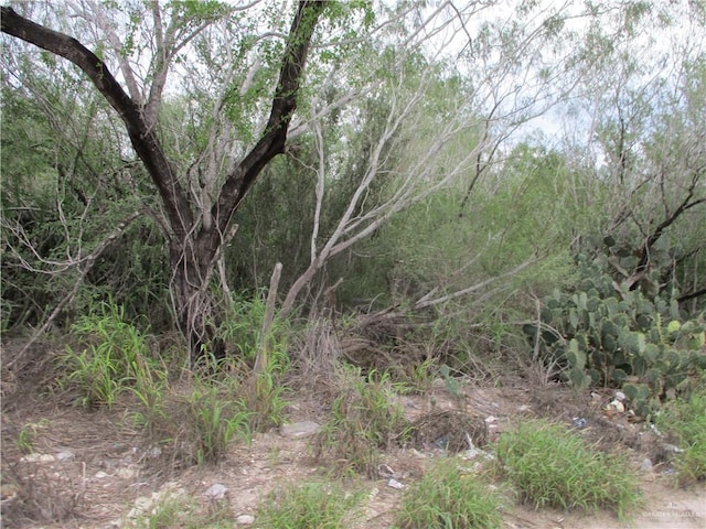 217 Charco Blanco Rd, Rio Grande City, TX 78582 - photo 1