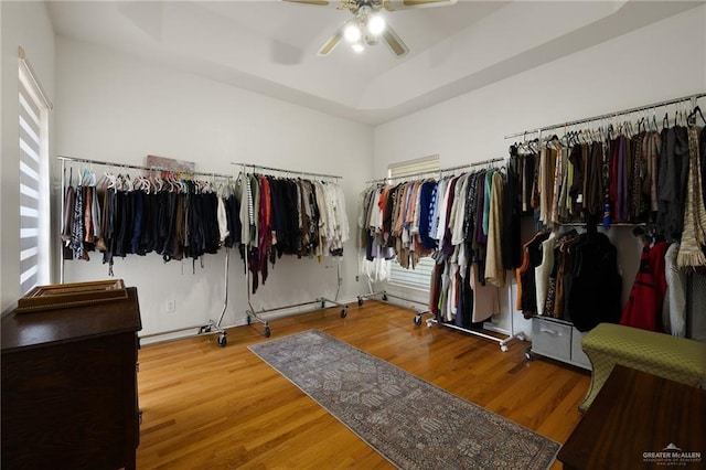 408 E Newport Ln, Mcallen, TX 78501 - walk in closet with a ceiling fan, wood finished floors, and a tray ceiling