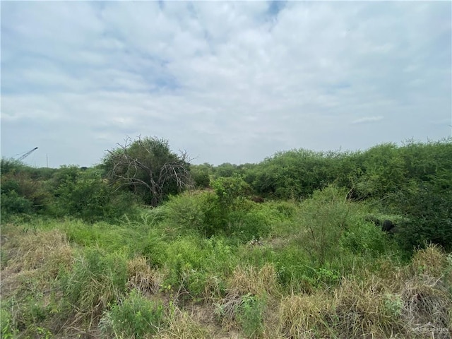 11732 Rogers Rd, Edinburg, TX 78542 - view of local wilderness