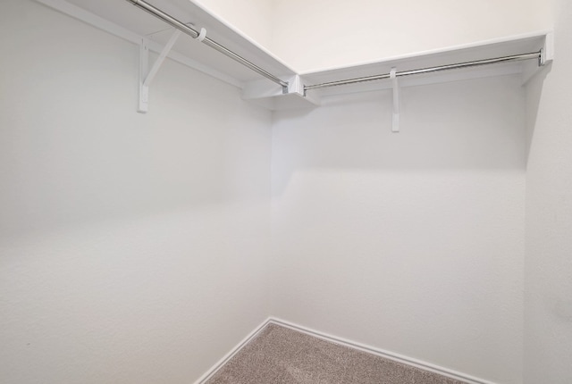 spacious closet featuring carpet flooring