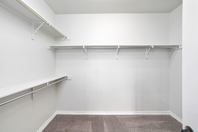 spacious closet featuring carpet floors