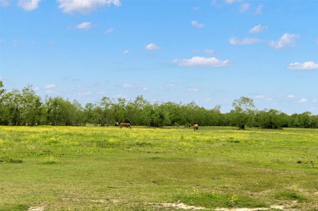 view of local wilderness featuring a rural view