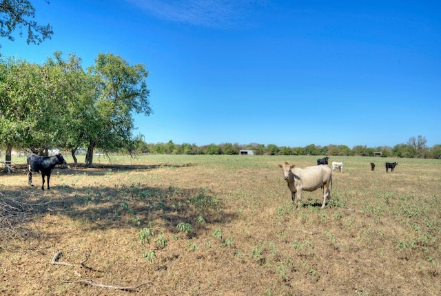 view of yard featuring a rural view