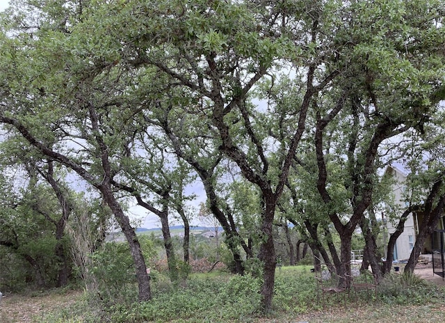 view of local wilderness