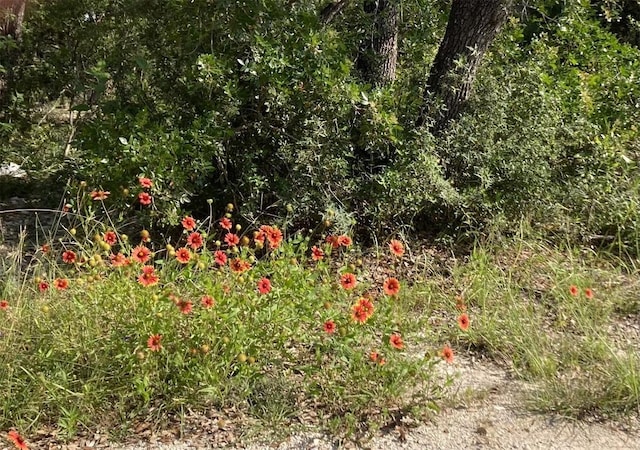 view of local wilderness