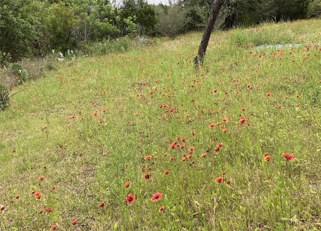 view of local wilderness