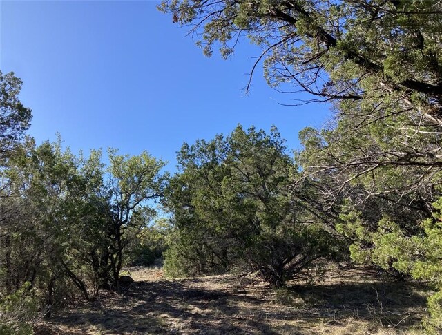 view of local wilderness