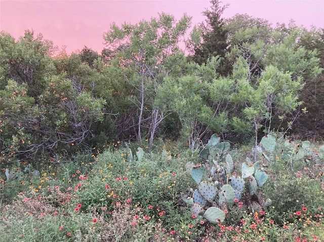 view of nature at dusk