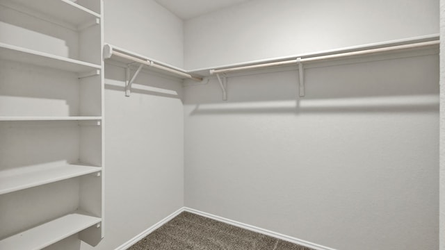 walk in closet with carpet floors