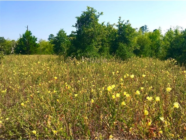 Listing photo 2 for LOT50 Martin Ln, Paige TX 78659