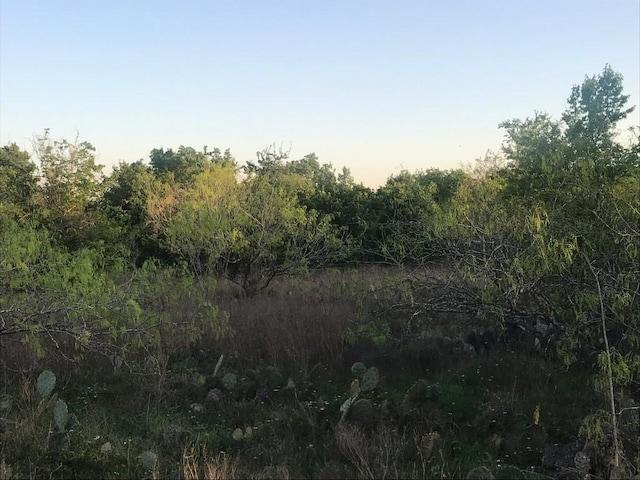 view of local wilderness