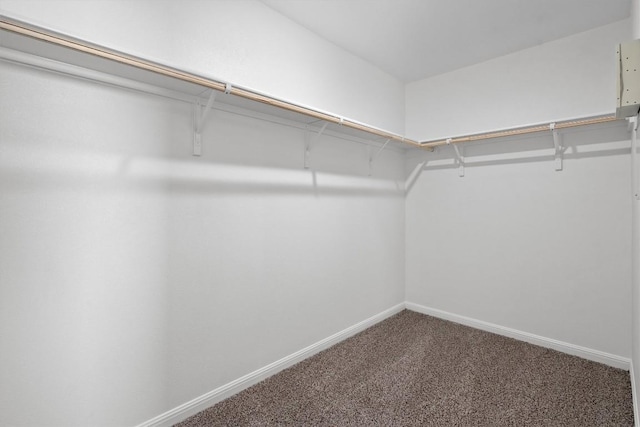 walk in closet featuring carpet floors