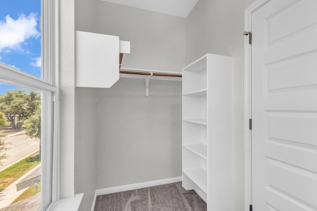 walk in closet with carpet floors