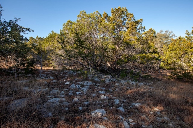 view of local wilderness