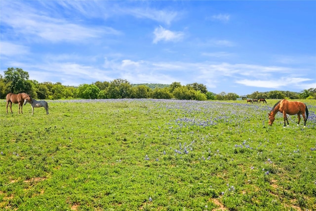 view of yard featuring a rural view