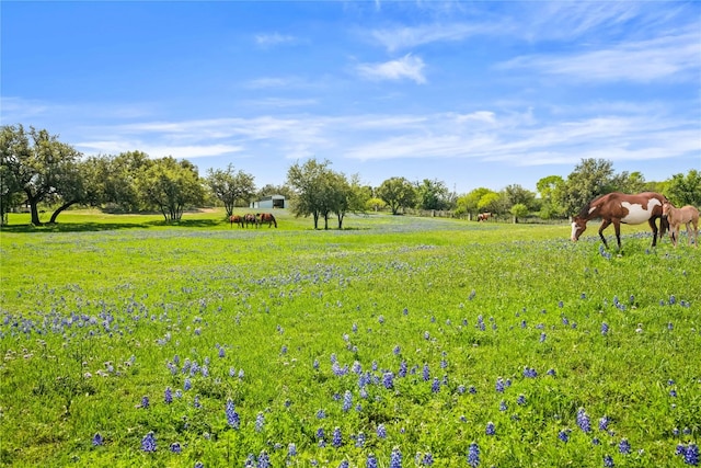 view of yard featuring a rural view