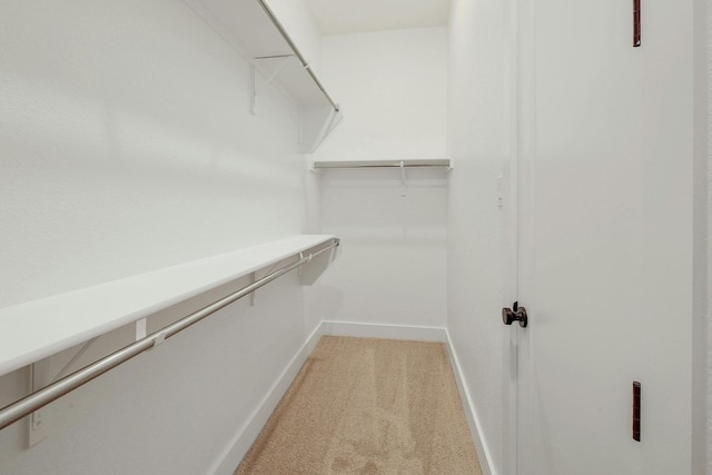 spacious closet featuring carpet flooring