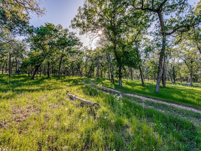 view of local wilderness