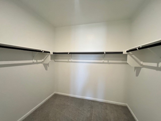 walk in closet featuring carpet flooring