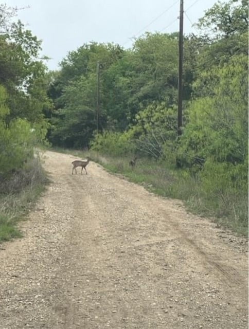 Listing photo 3 for LOT755 Bali Hai Ln, Bastrop TX 78602