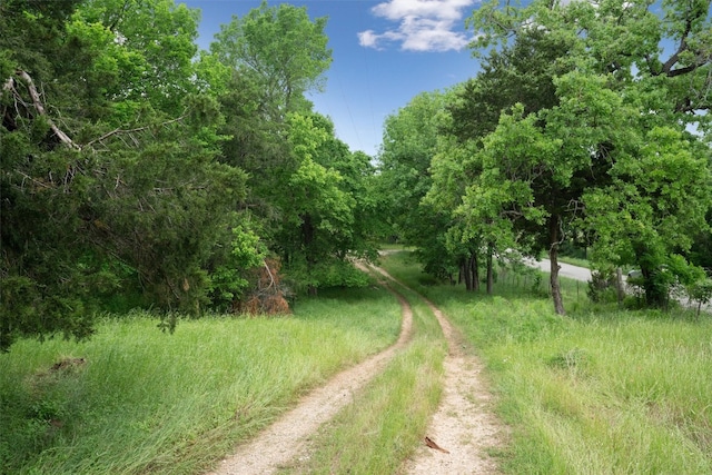 view of local wilderness