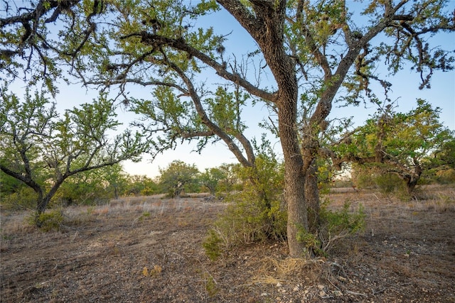 view of local wilderness