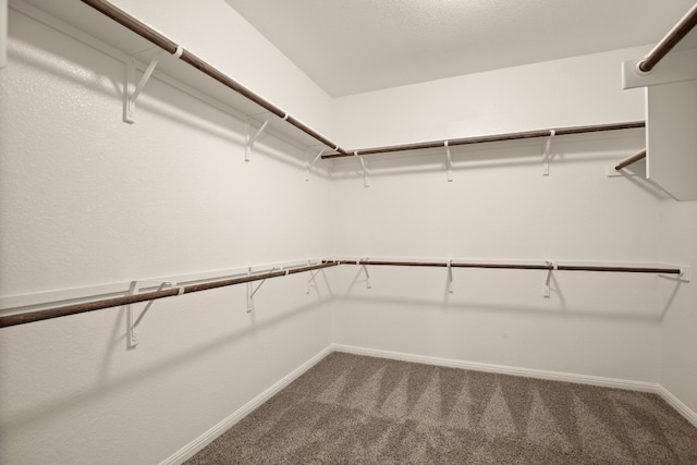 spacious closet featuring carpet flooring