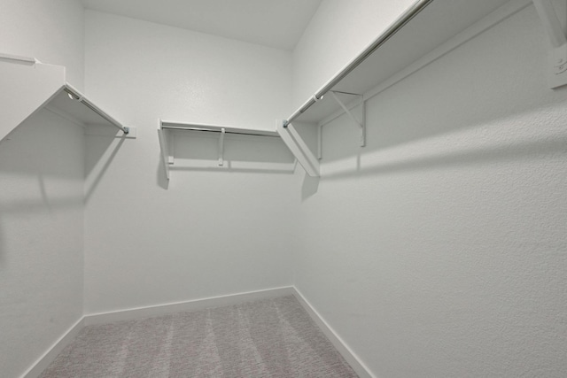 walk in closet featuring carpet floors