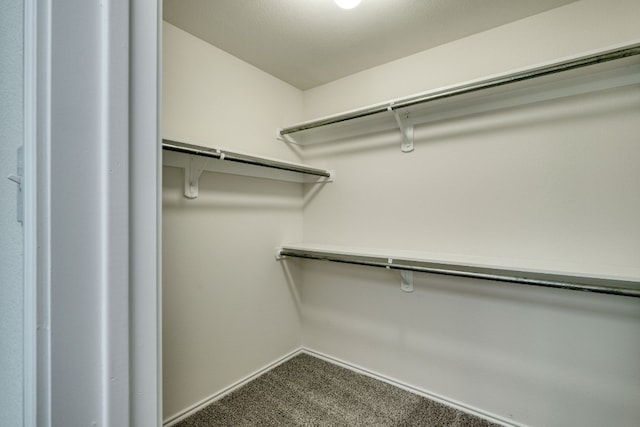 walk in closet with carpet floors