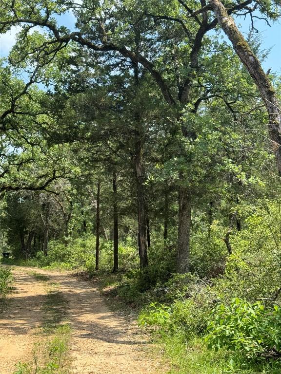 view of local wilderness