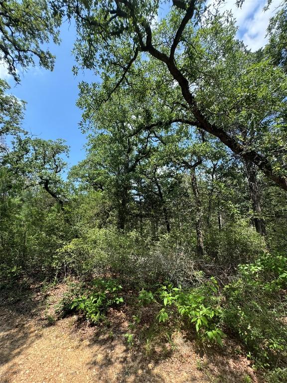 view of local wilderness