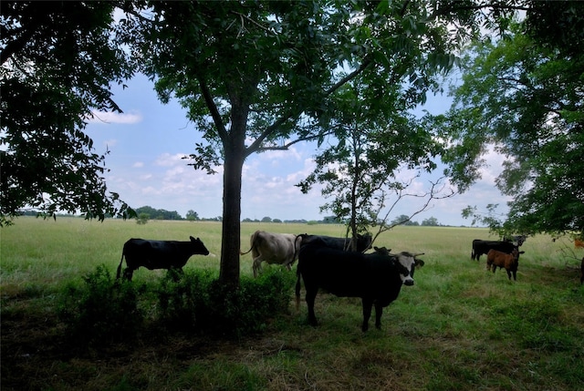 view of yard featuring a rural view