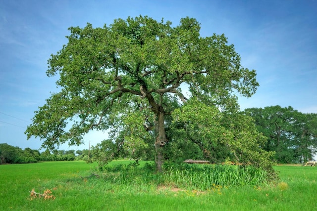 view of nature