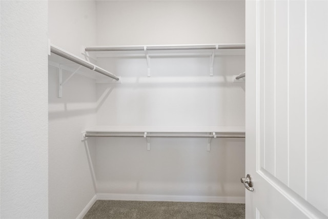 walk in closet with carpet floors