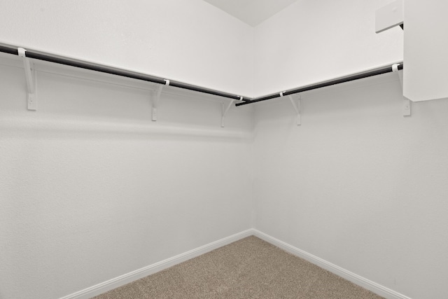 walk in closet with carpet floors