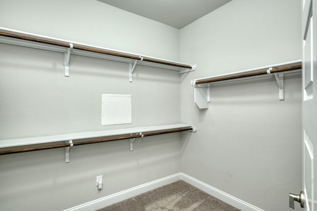 spacious closet featuring carpet flooring