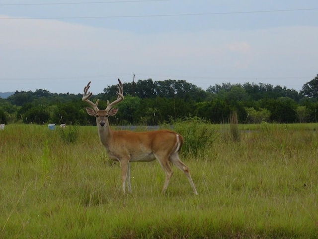 314 Coventry Dr, Spicewood, TX 78669 - photo 14