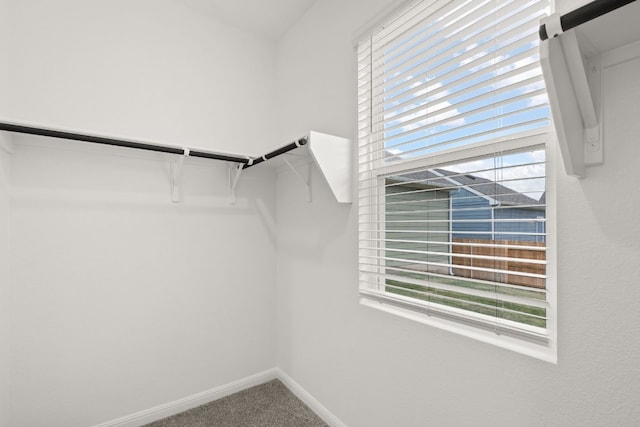 spacious closet featuring carpet floors