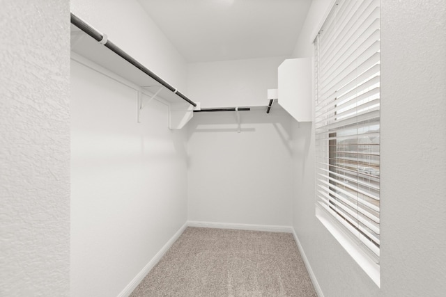 walk in closet featuring carpet floors