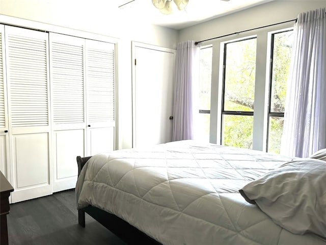 bedroom with dark hardwood / wood-style flooring, ceiling fan, and multiple closets