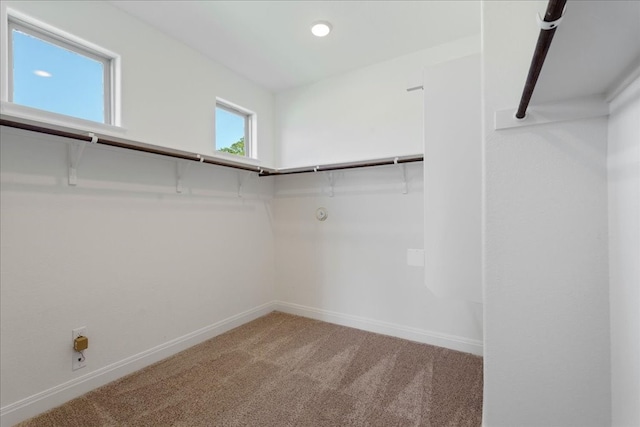 walk in closet with carpet flooring