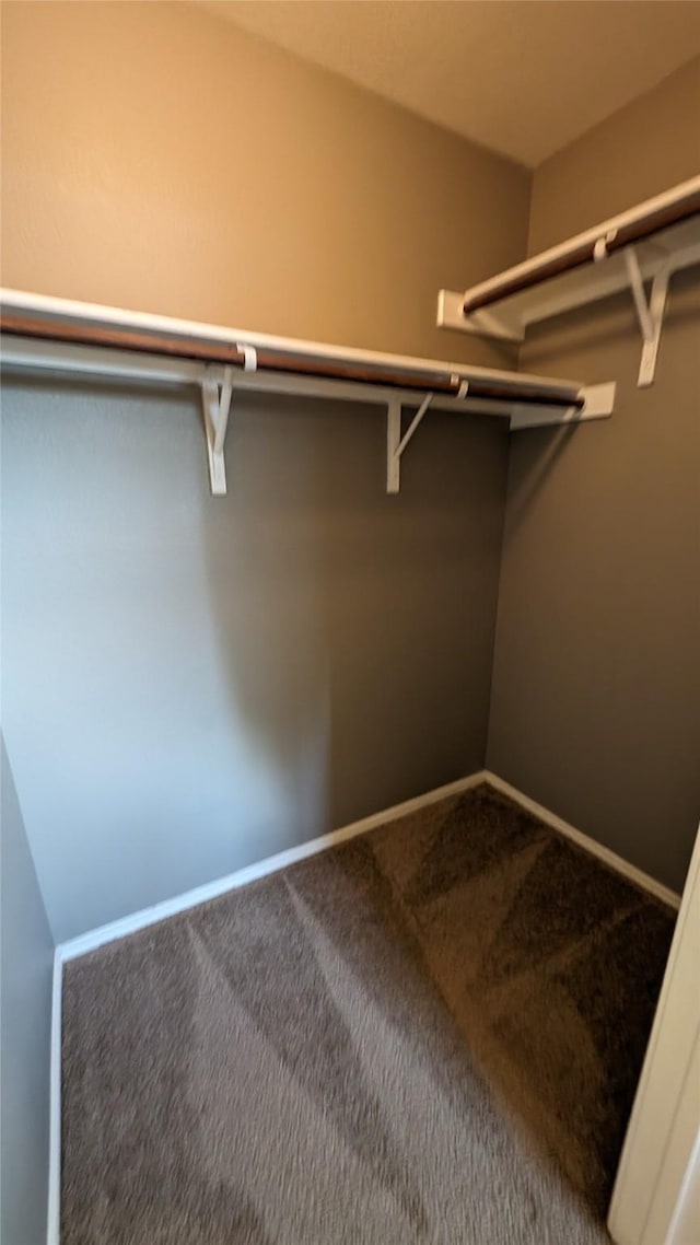 walk in closet featuring carpet floors