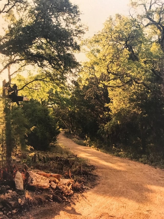 view of local wilderness