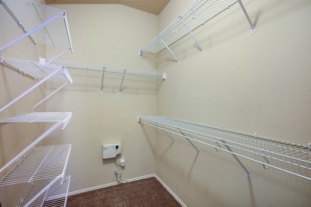 spacious closet featuring carpet