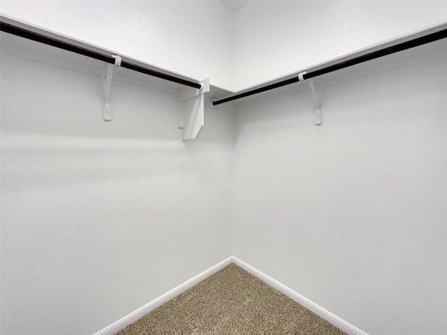 walk in closet featuring carpet floors