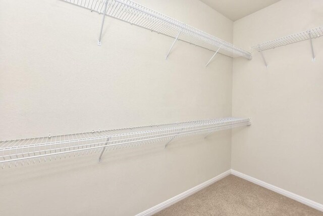 walk in closet with carpet floors