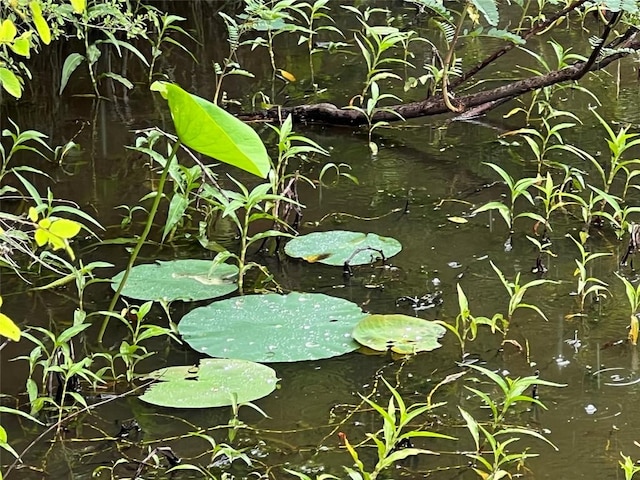 653 Leisure Ln, Cedar Creek, TX 78612 - exterior view of a garden pond