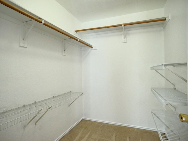 walk in closet featuring carpet flooring