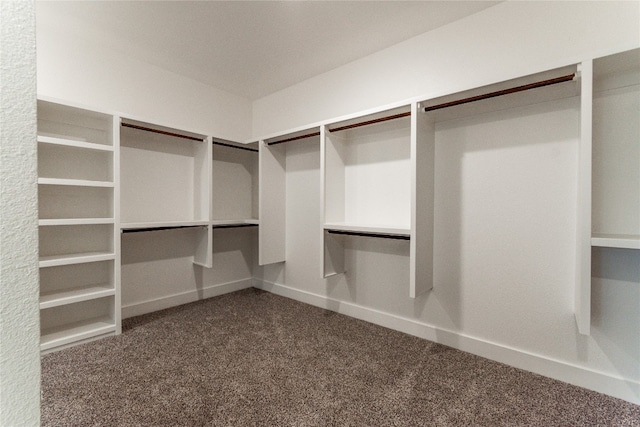 walk in closet with carpet flooring