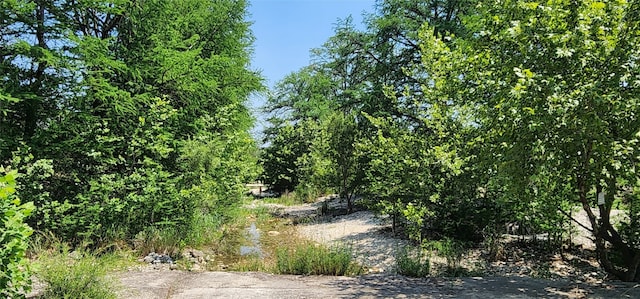 view of local wilderness